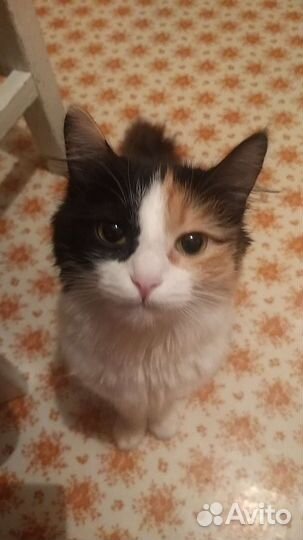 Кошечка в добрые руки