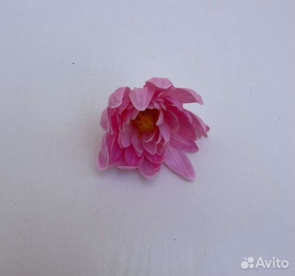 Мыльные розы и астры