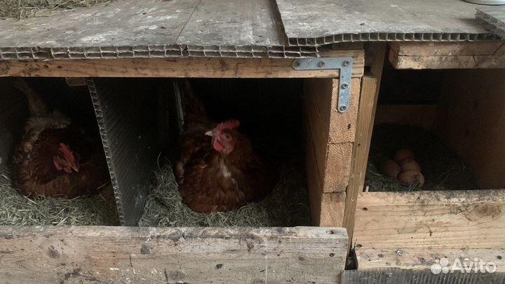 Куры несушки продам
