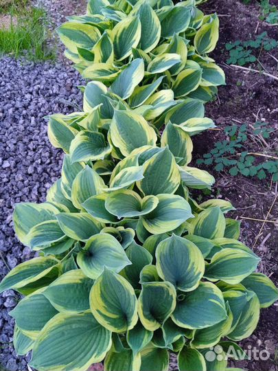 Цветы хоста