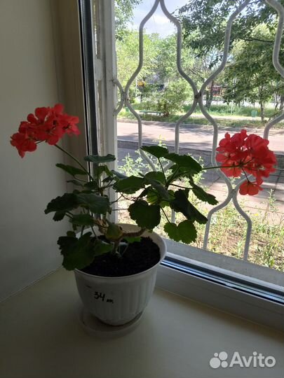 Пеларгония