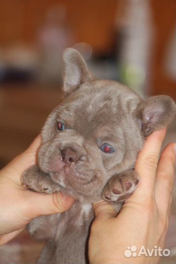 Просто -шедевр