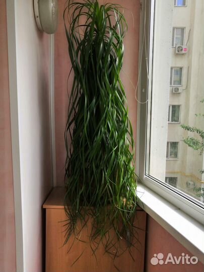 Комнатные растения цветы большие