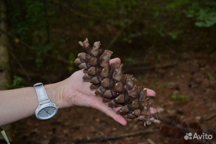 Шишки (сосна Веймутова)
