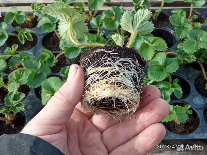 Земклуника Купчиха (саженцы зкс)