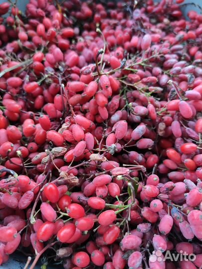 Барбарис ягоды