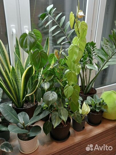 Комнатные цветы