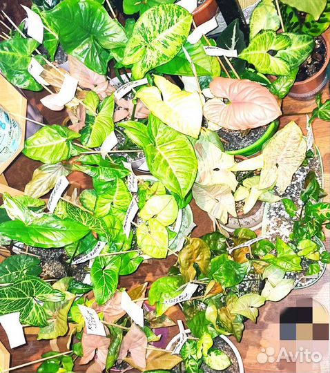 Сортовые сингониумы