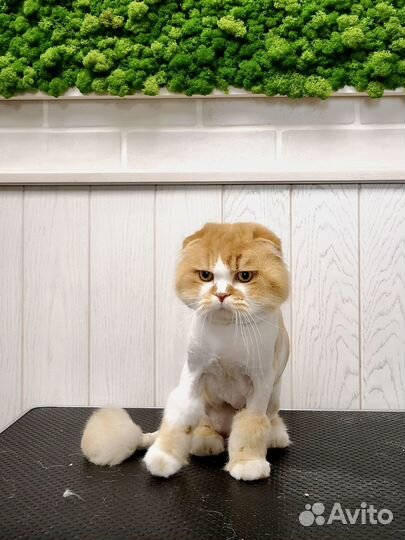 Стрижка котов и кошек без наркоза