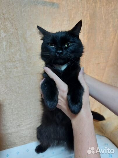 Кошечка стерилизованная