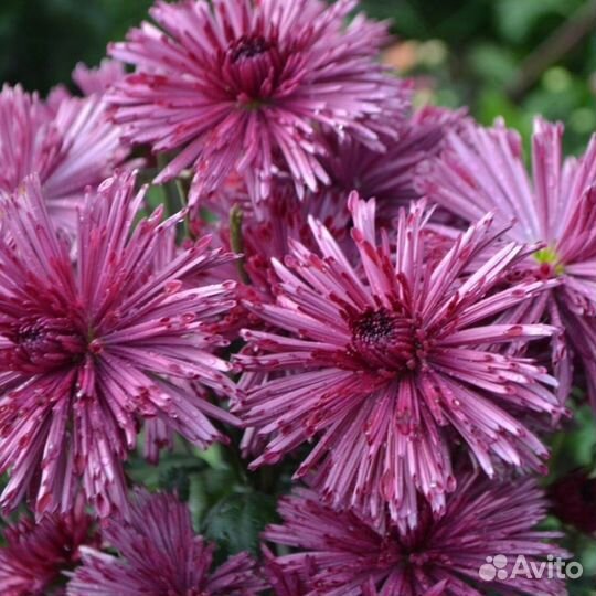 Хризантемы