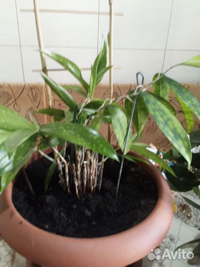 Комнатные цветы драцена