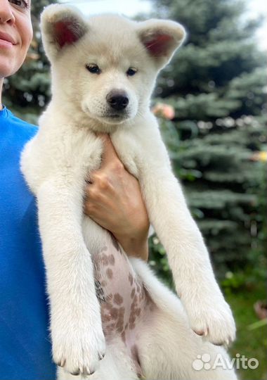 Акита-Ину щенки