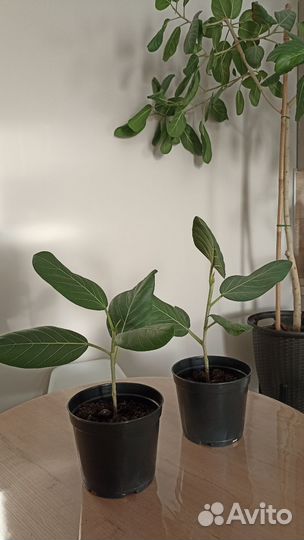 Фикус Бенгальский