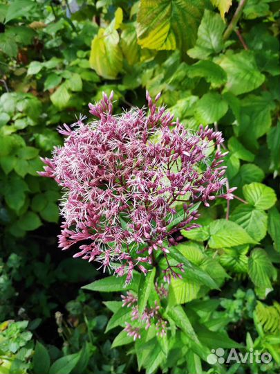 Многолетние цветы для дачи,сада