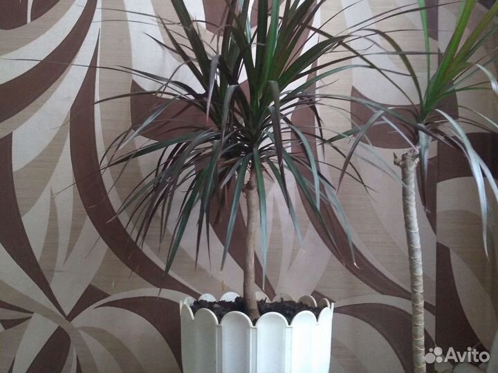 Пальма драцена