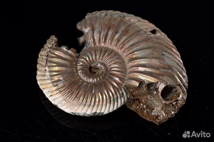 Аммонит. Лот №942