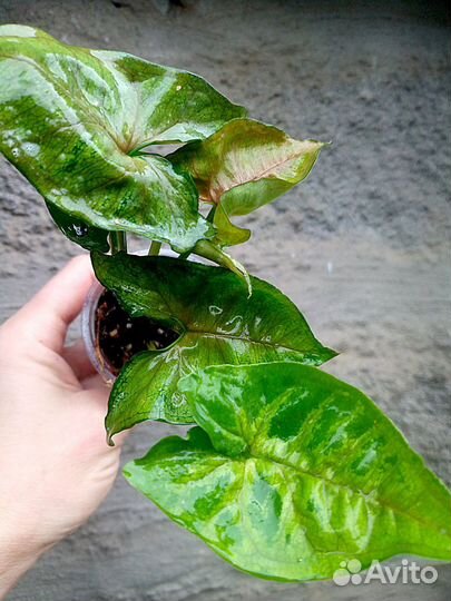 Сингониум в сортовые