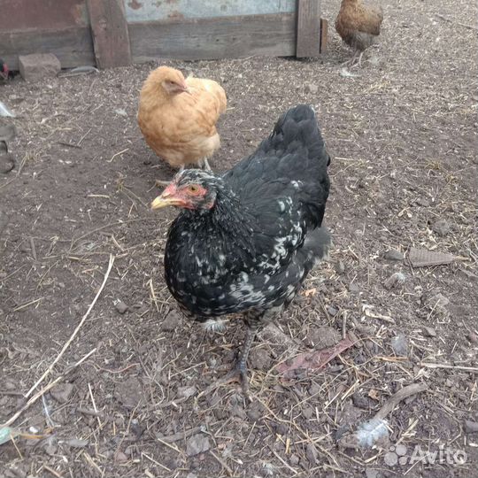 Куры, цыплята разных возрастов