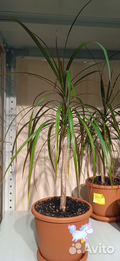 Растения для дома и офиса. Драцена