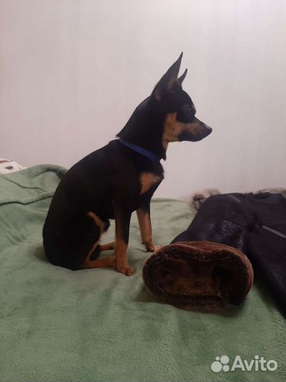 Той-терьер вязка