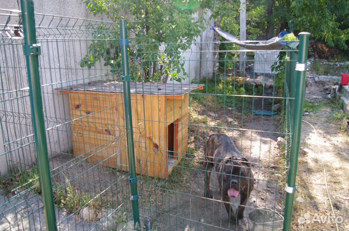 Передержка собак для участников сво