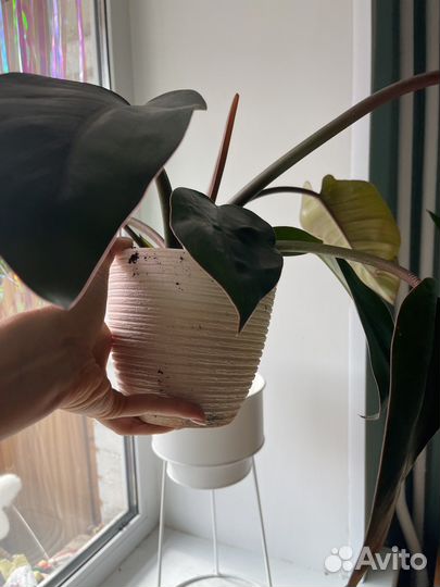 Сансевиерия