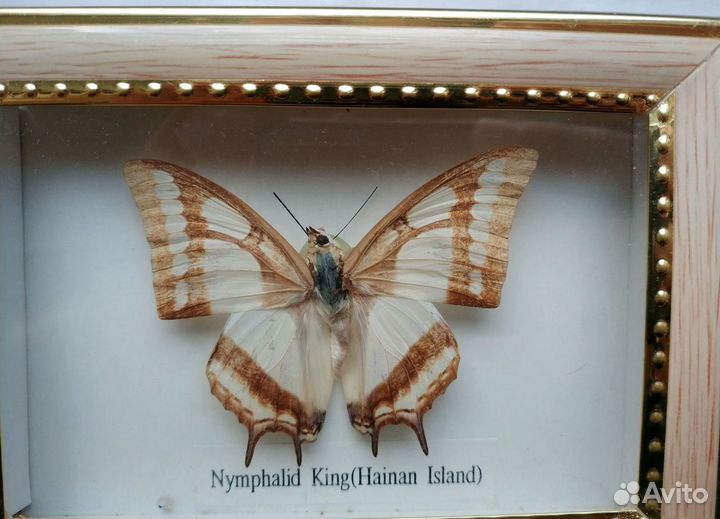 Бабочка в рамке под стеклом Nymphalid King 15х10см