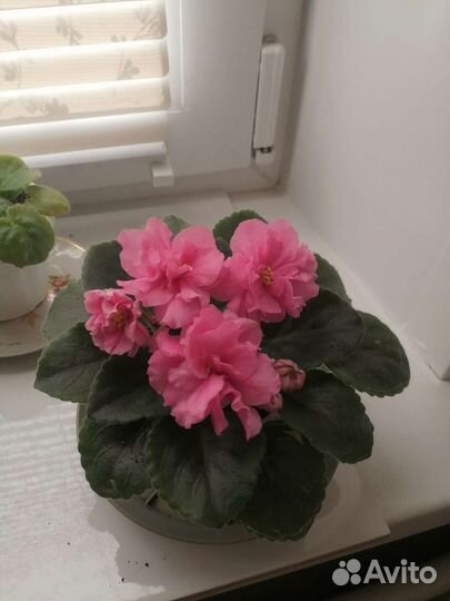 Сортовые фиалки