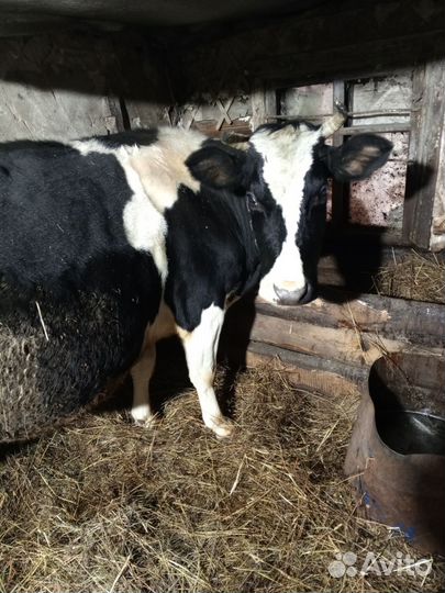 Корова стельная дойная