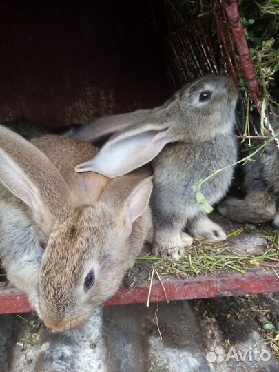 Кролики породы фландр и колифорнийский