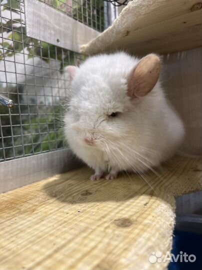 Шиншилла ангора бело-розовый самец