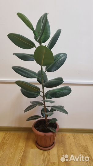 Фикус. 1м 60см