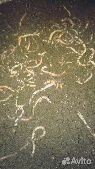 Червь,черви Владимирский старатель