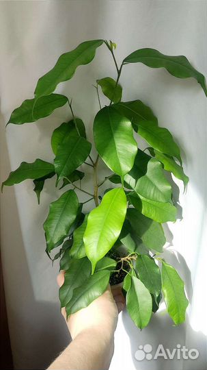 Фикус, лавр