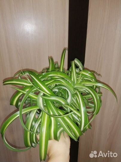 Хлорофитум кудрявый