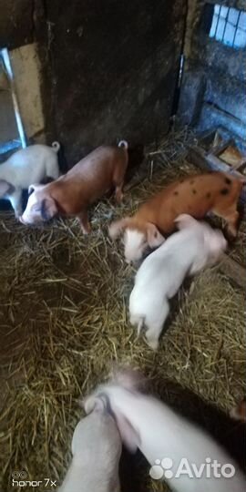 Поросята породы дюрок ландрас