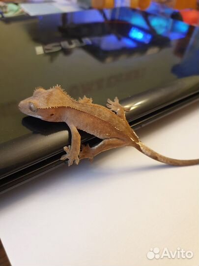 Геккон бананоед