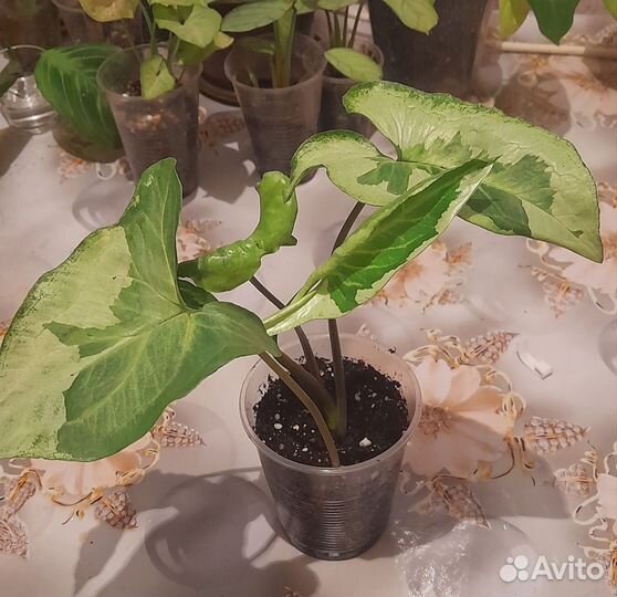 Сингониумы сортовые