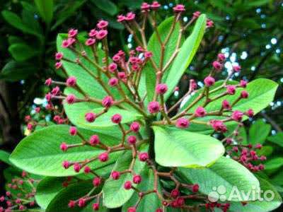 Синадениум Гранта(дерево любви)