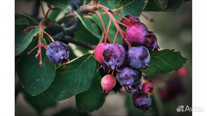 Ирга, абрикос Саратовский рубин, тёрн, облепиха