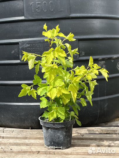 Декоративные кустарники