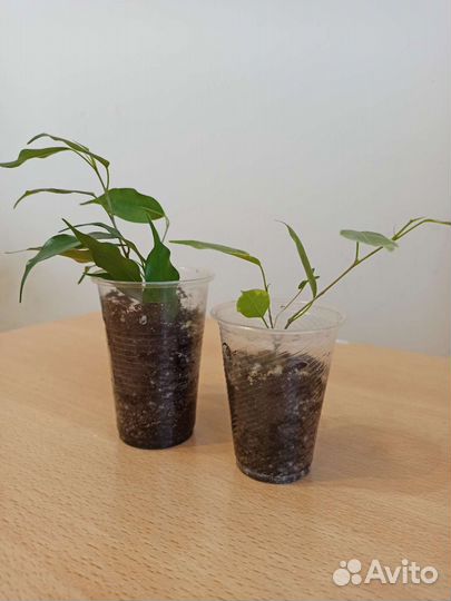 Фикус бенджамина со светлыми кончиками