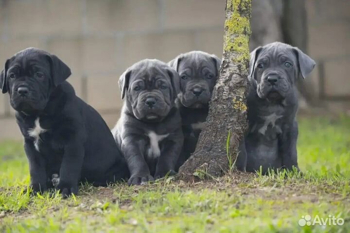 Собаки щенки кане корсо