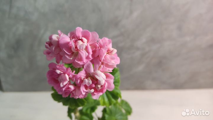 Сортовые пеларгонии. Укорененные черенки