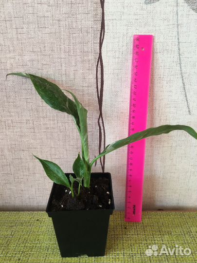 Спатифиллум Домино