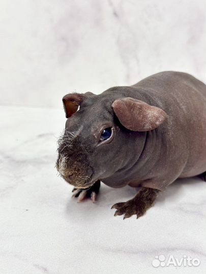 Морская свинка скинни