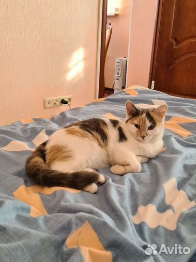 Отдам в добрые руки. Ласковая кошечка