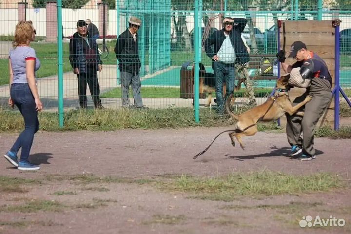 Щенки малинуа с родословной