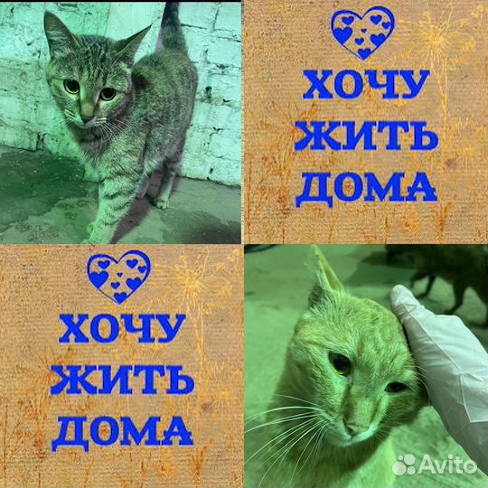 Котик и Кошечка Юниор